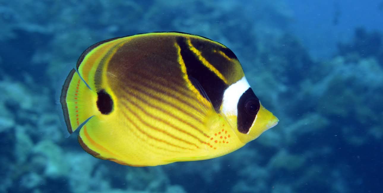 Poissons papillons steven weinberg francois libert 1