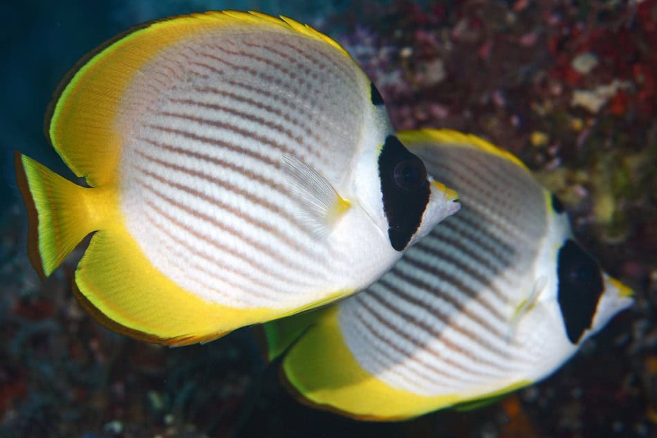 Butterflyfish steven weinberg francois libert 25