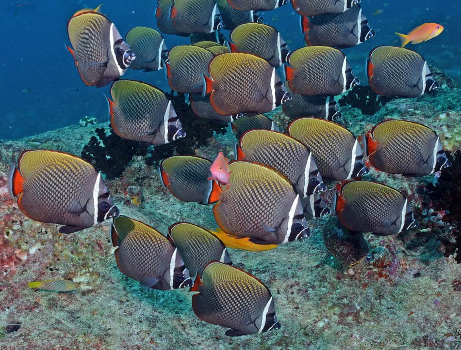 Butterflyfish steven weinberg francois libert 27