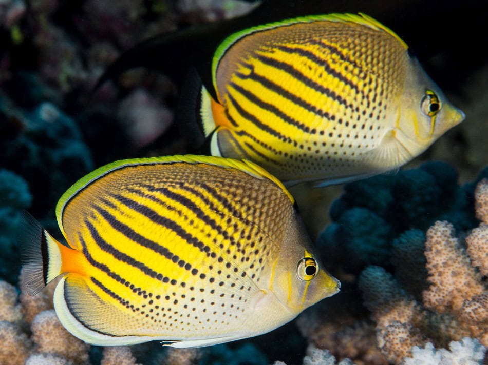 Butterflyfish steven weinberg francois libert 28