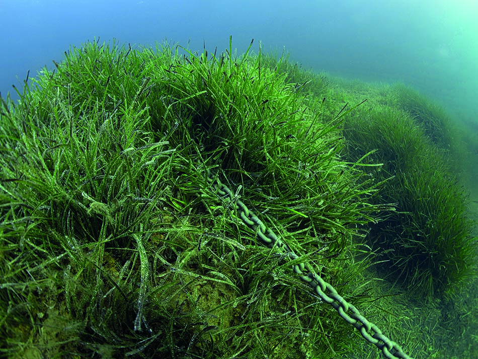 Posidonia chain