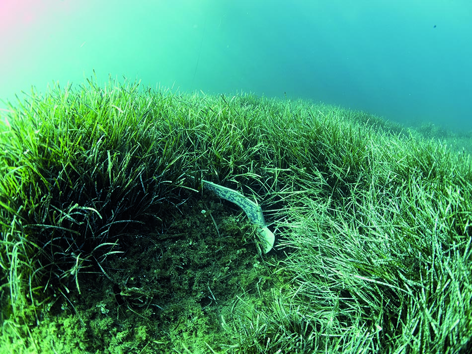 Posidonia metal