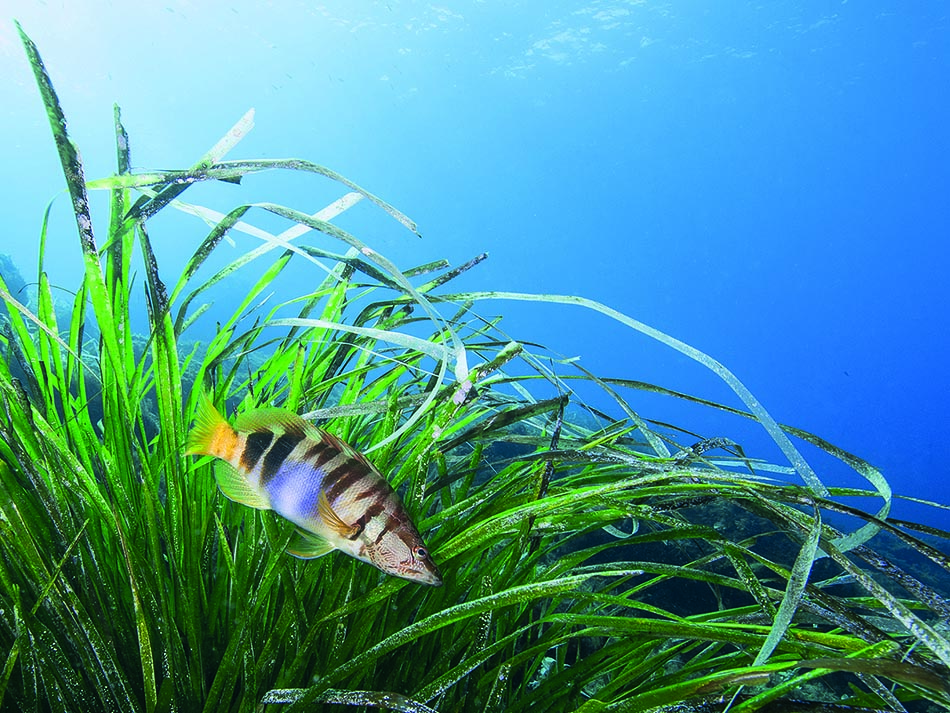 Posidonia fish