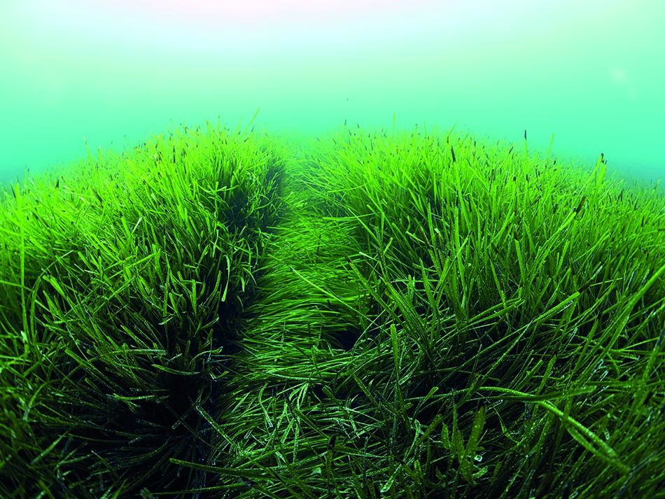 Posidonia furrow
