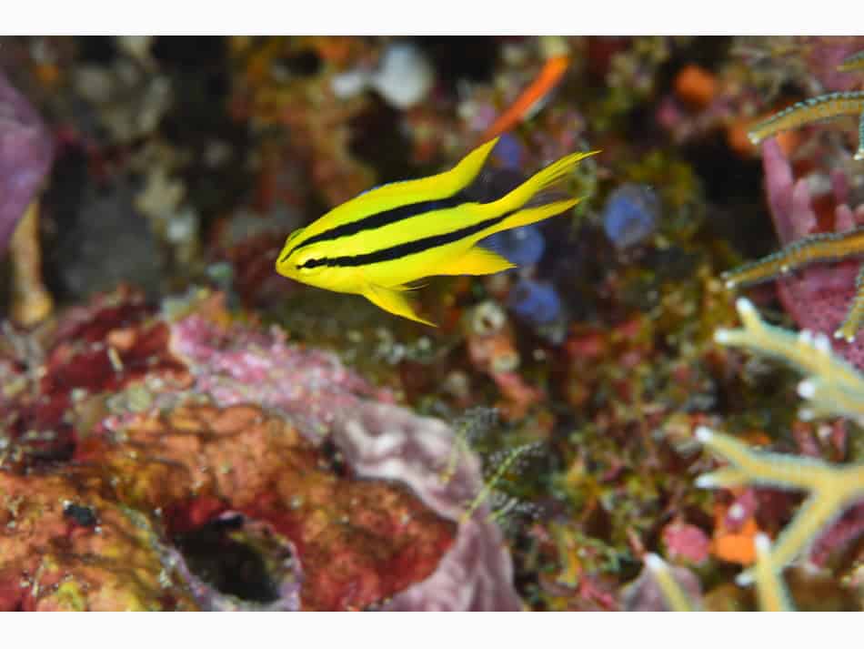 Raja Ampat Nicolas Barraqué 2