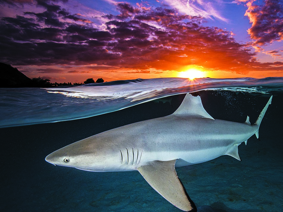 Shark