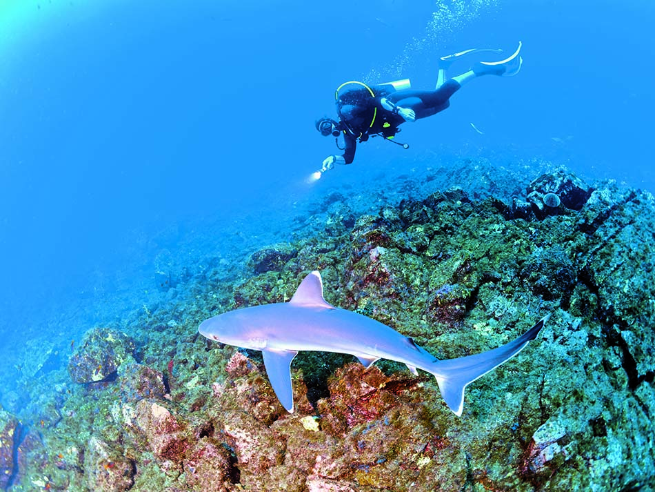 Shark and diver