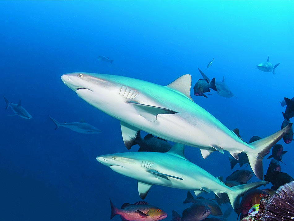 Shark markus