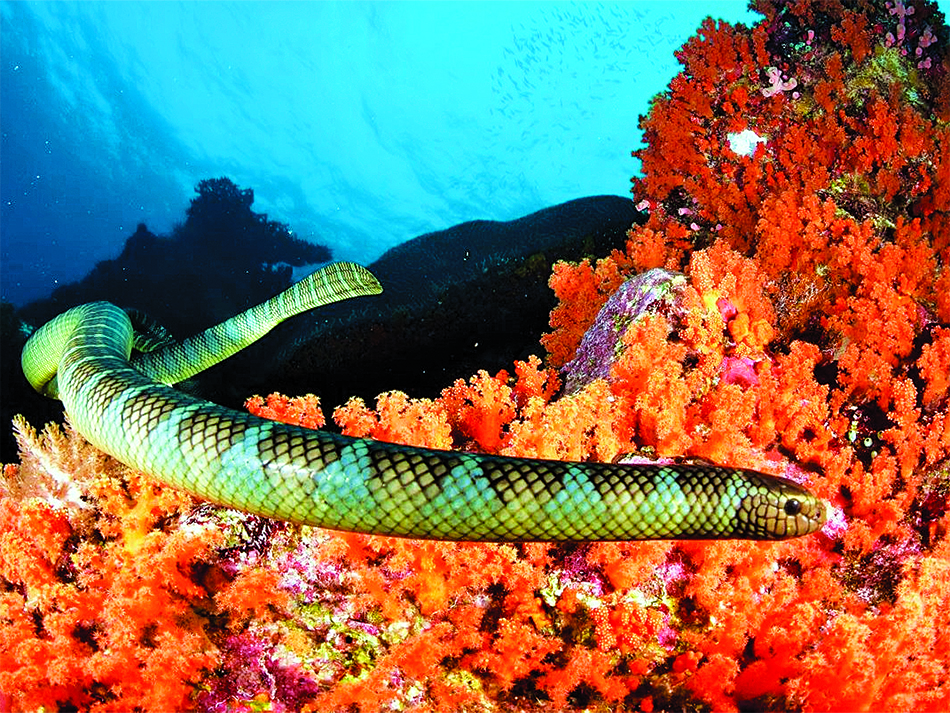Seahorse