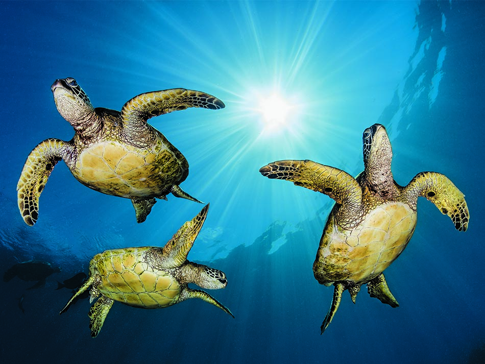 Renée turtle