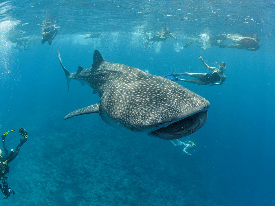 15 tips to improve underwater photos open water surface 1