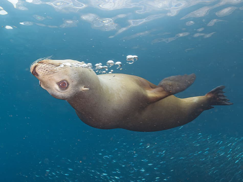 15 tips to improve underwater photos open water surface 2