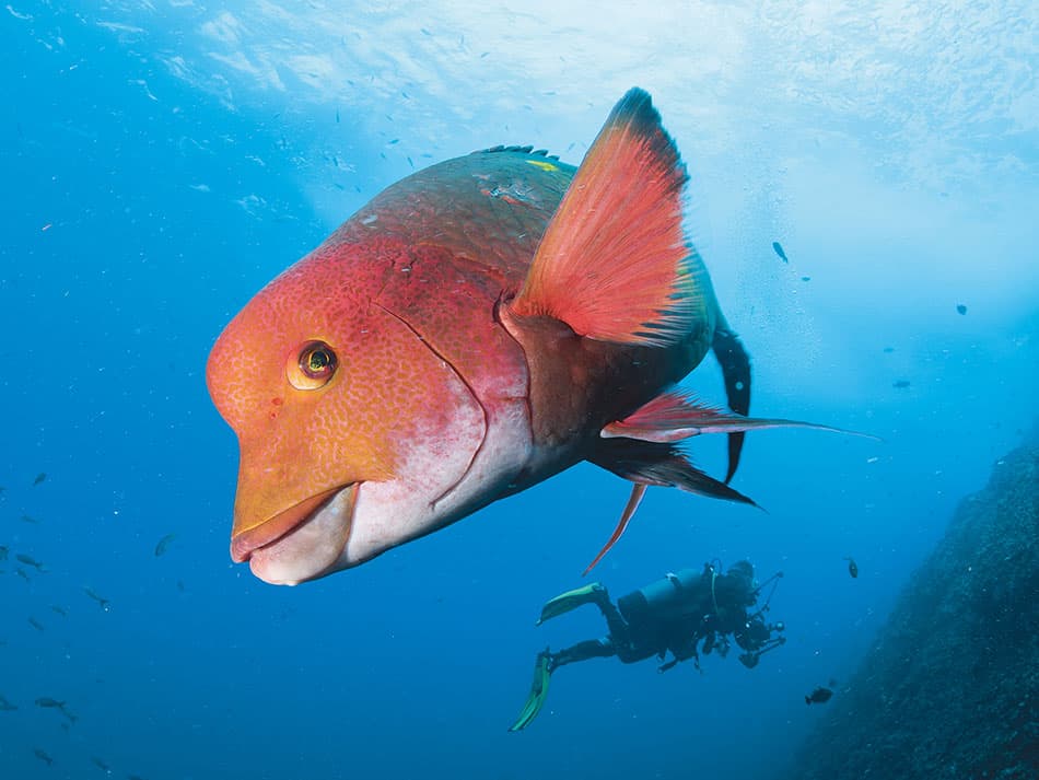 15 tips to improve underwater photos open water surface 3