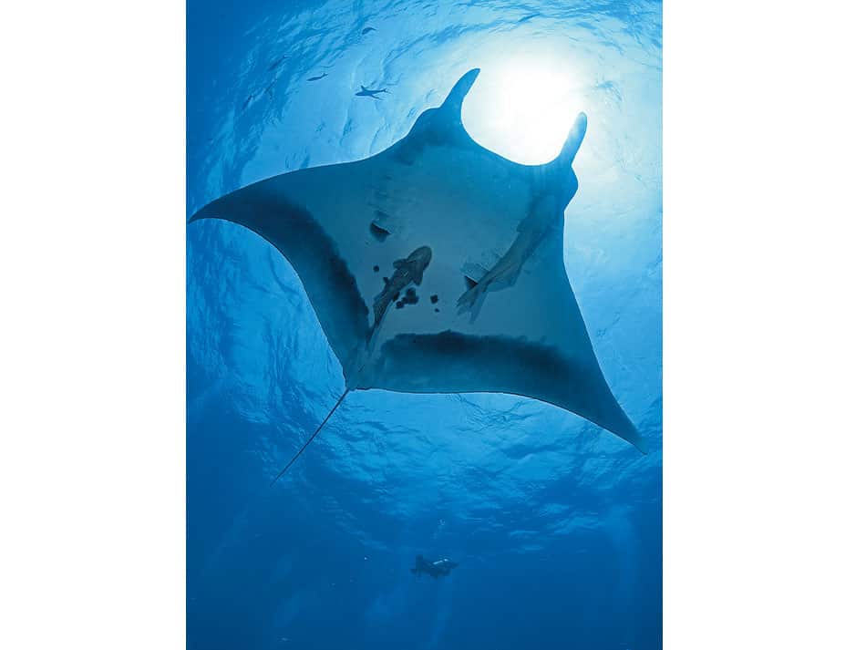 15 tips to improve underwater photos open water surface 6