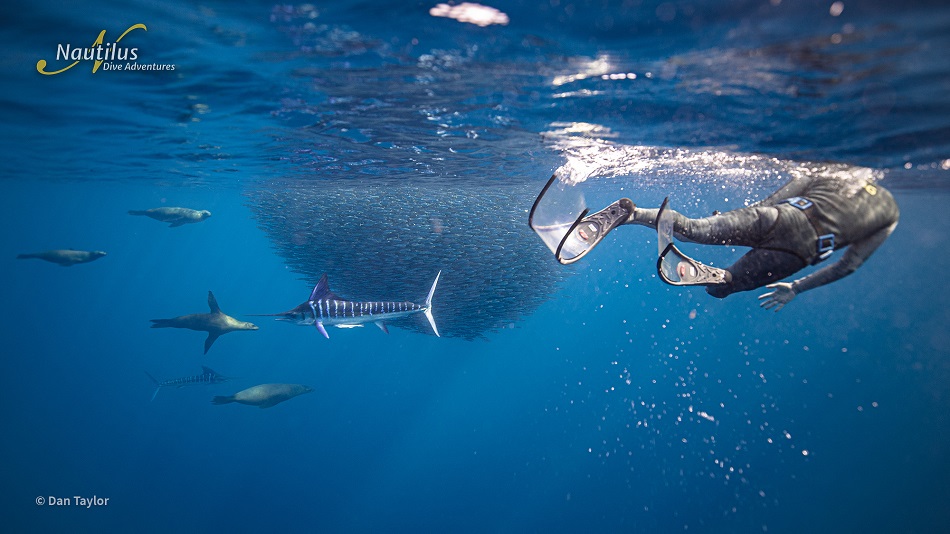Mag bay marlin Dan Taylor 1