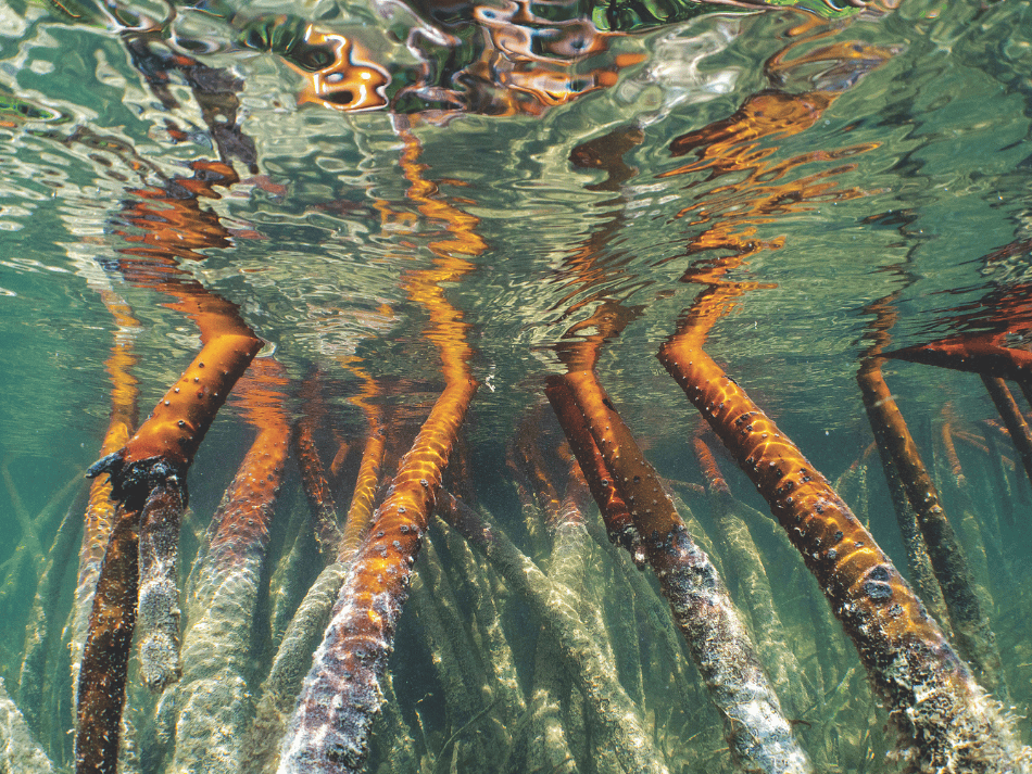 Manglar (8)