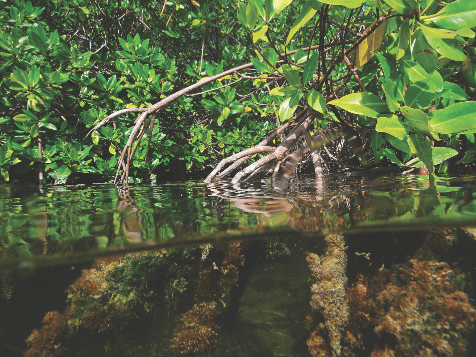 Manglar (9)