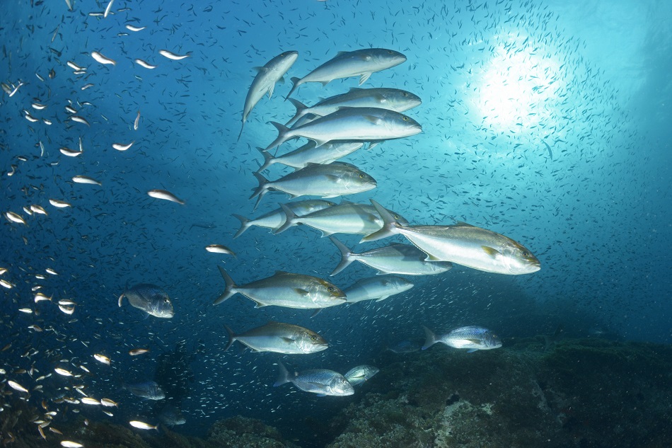 Nicolas Barraqué dentex and leerfish 
