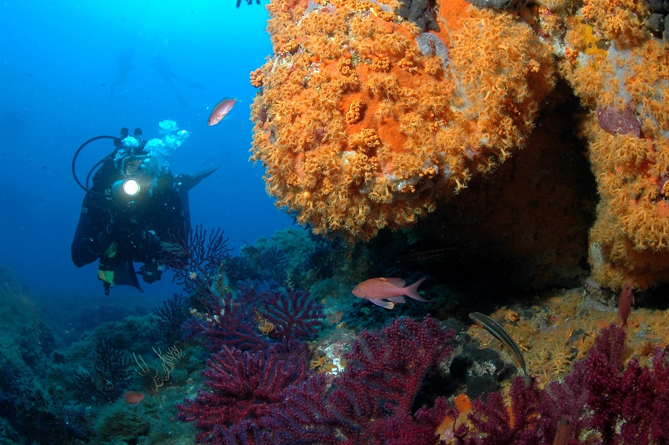 Nicolas Barraqué diver2