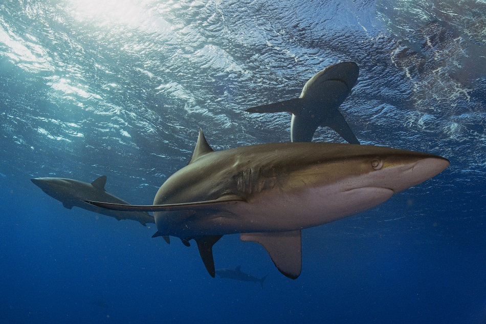 Nicolas Barraque Cuba Gardens of the Queen December 2021 silky shark