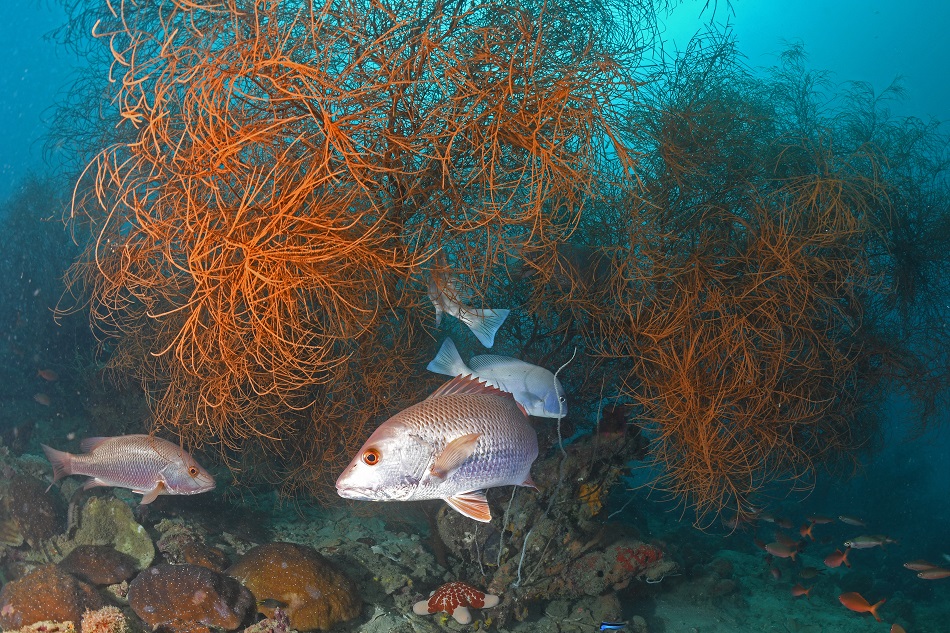 Nicolas Barraque Madagascar June 2018 DSC 0011
