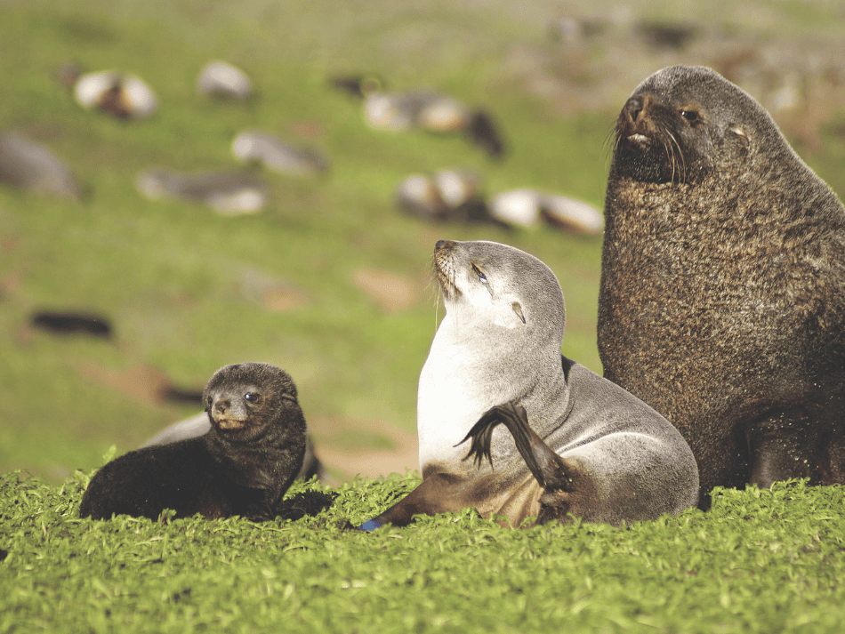 Sea Lion (11)