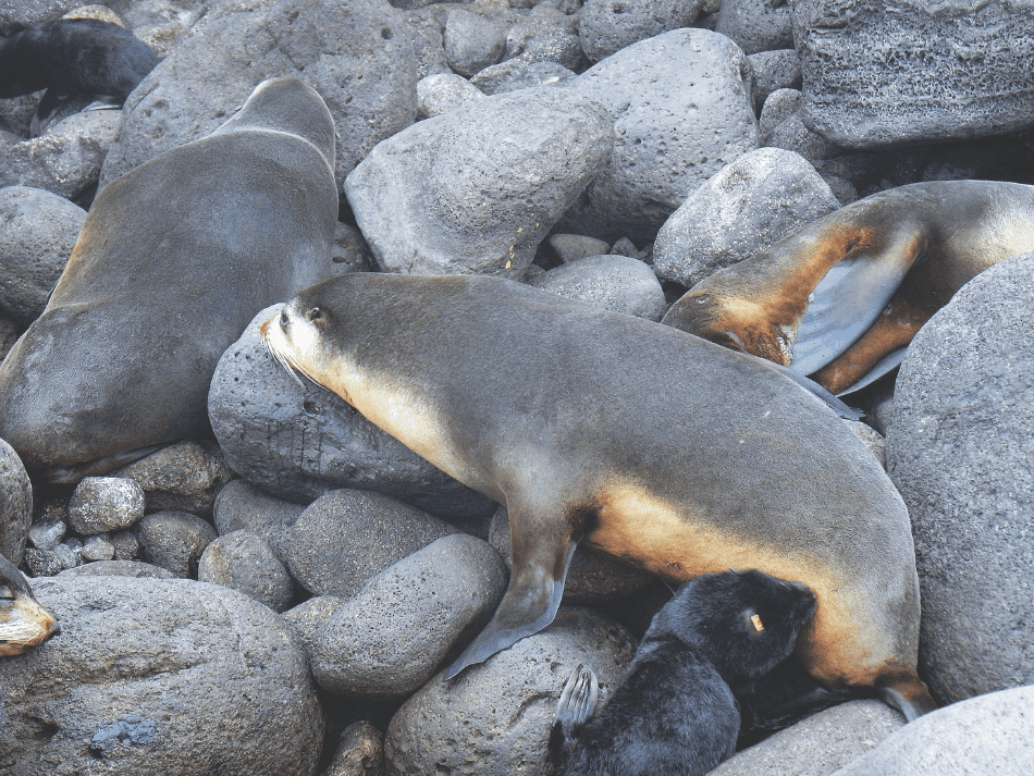 Sea Lion (12)