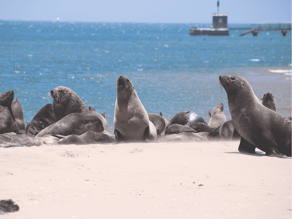 Sea Lion (5)