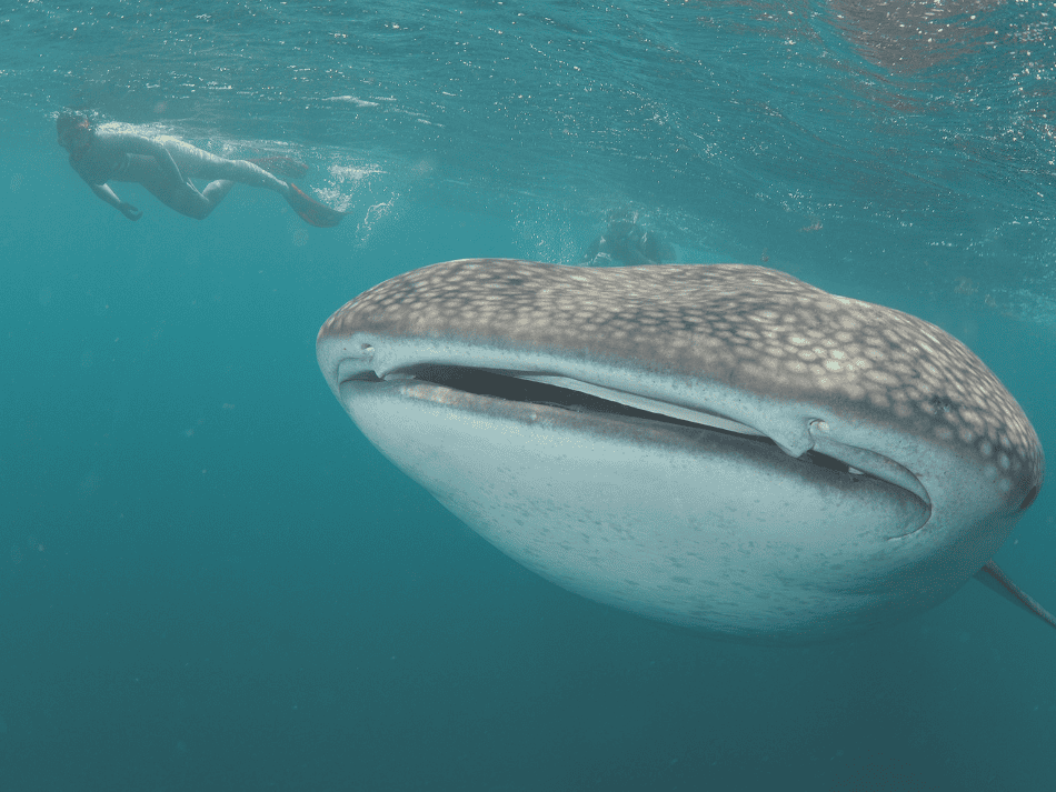 Whale shark (1)