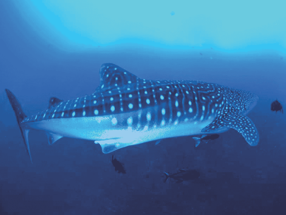 Whale shark (2)