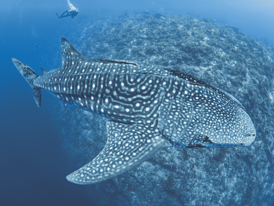 Whale shark (3)