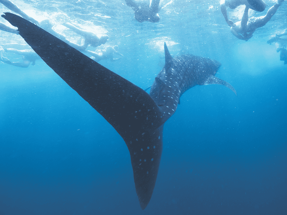Whale shark (4)