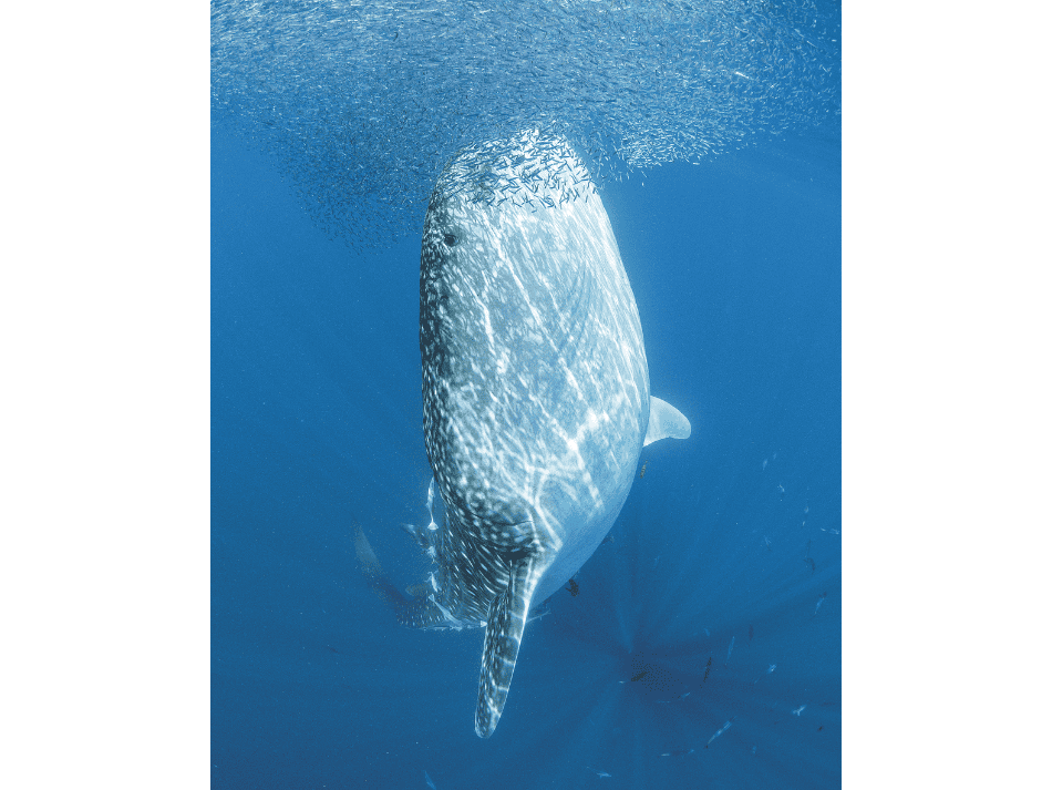 Whale shark (6)