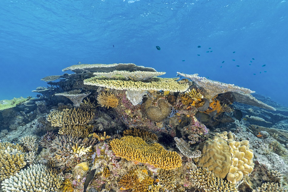 Coral ambiance, Mayotte