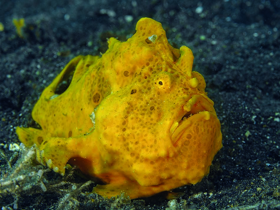 Frogfish