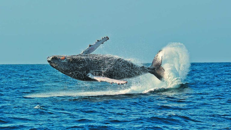 Baleine