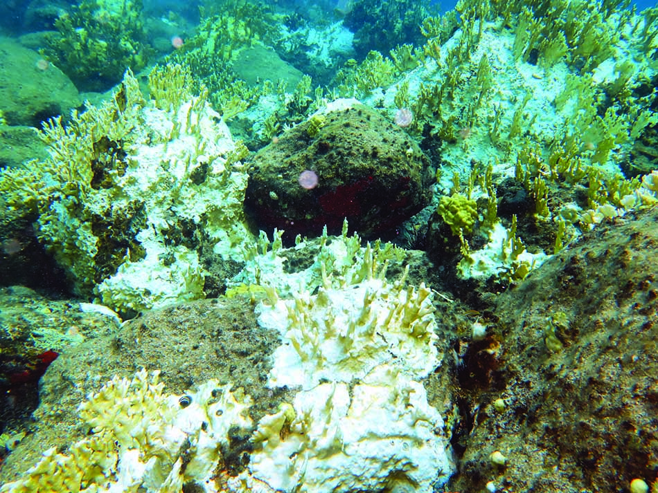 Coral de fogo