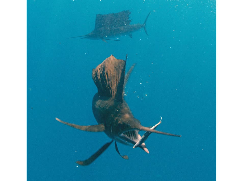 Sailfish