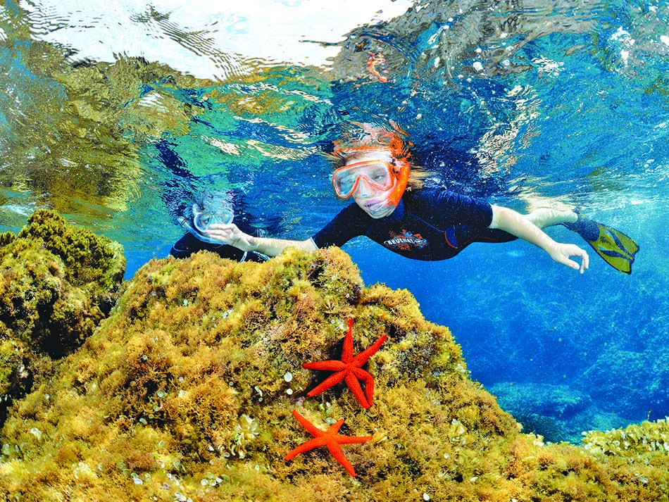 Starfish