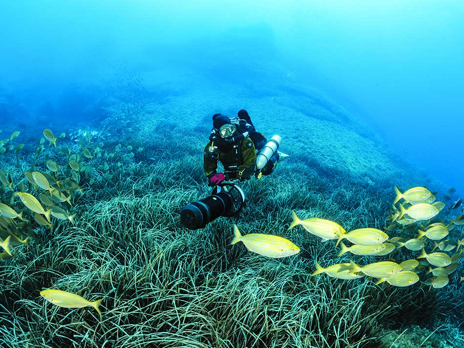 Seagrass bed
