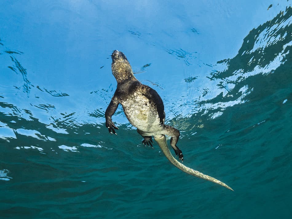 Iguana