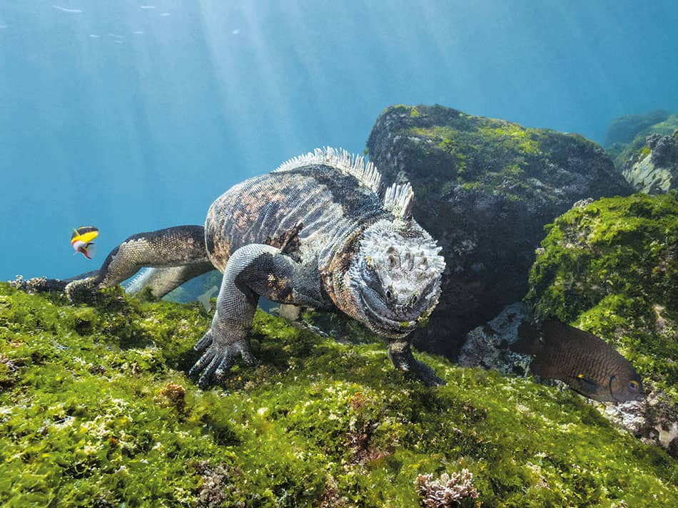 Marine iguanas