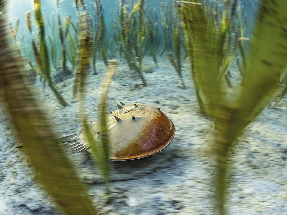 Laurent Ballesta horseshoe crabs Pangatalan 1