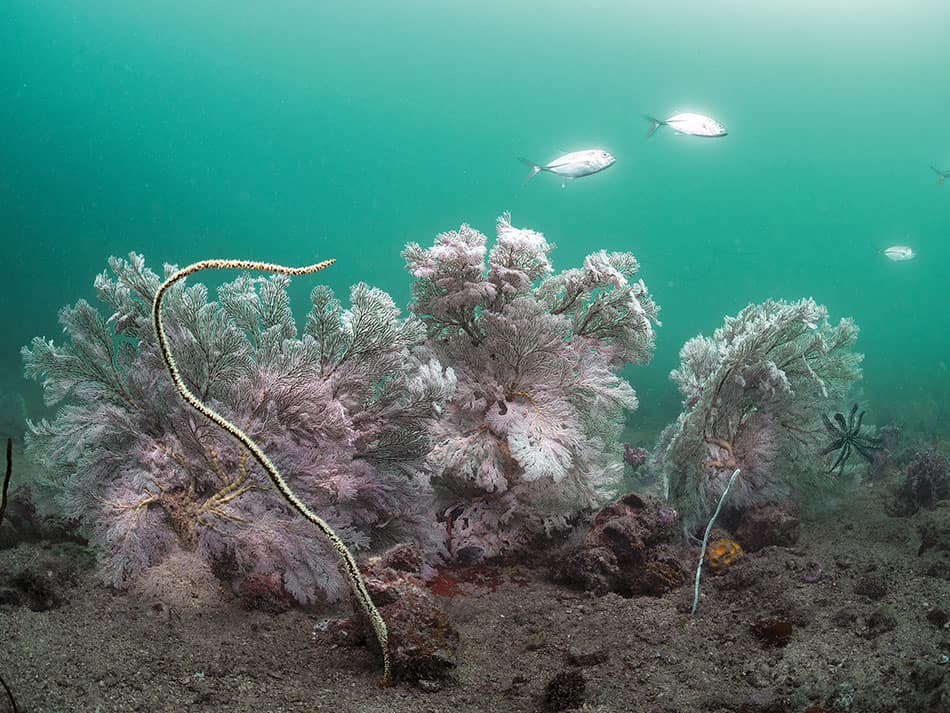 Laurent Ballesta horseshoe crabs Pangatalan 2