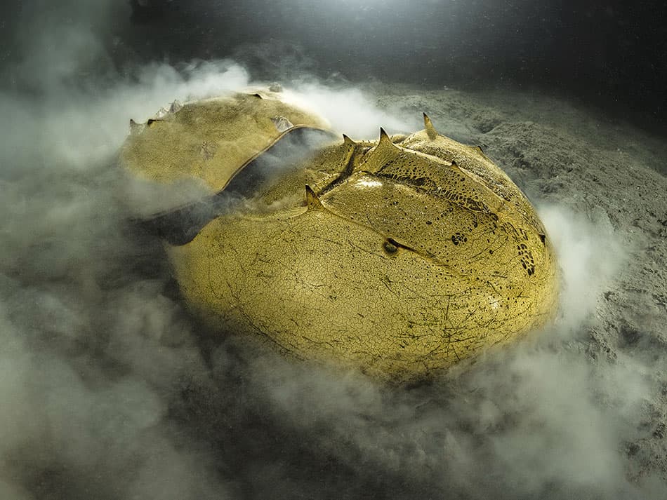 Laurent Ballesta horseshoe crabs Pangatalan 3