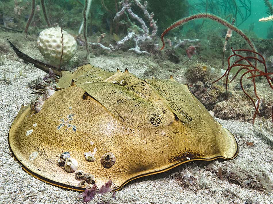 Laurent Ballesta horseshoe crabs Pangatalan 4