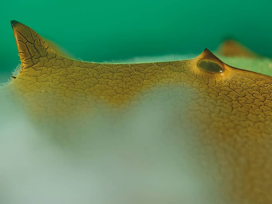 Laurent Ballesta horseshoe crabs Pangatalan 6