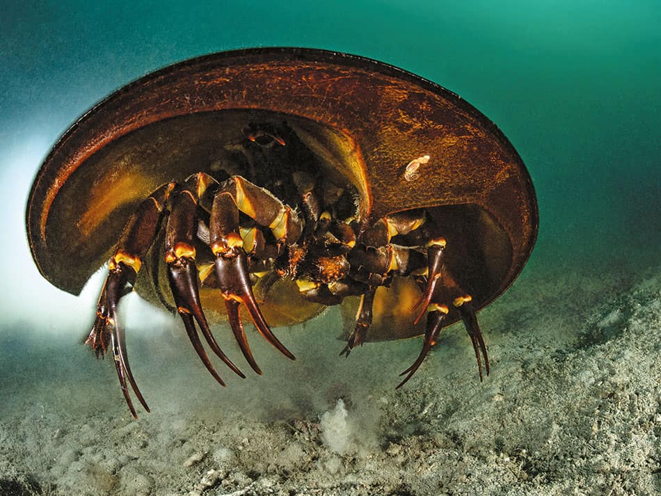 Laurent Ballesta horseshoe crabs Pangatalan 8