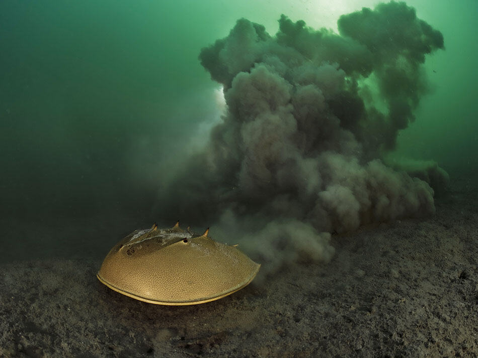 Laurent Ballesta horseshoe crabs Pangatalan 9