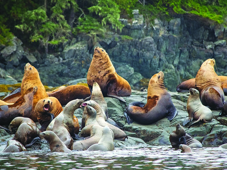 Sea lions